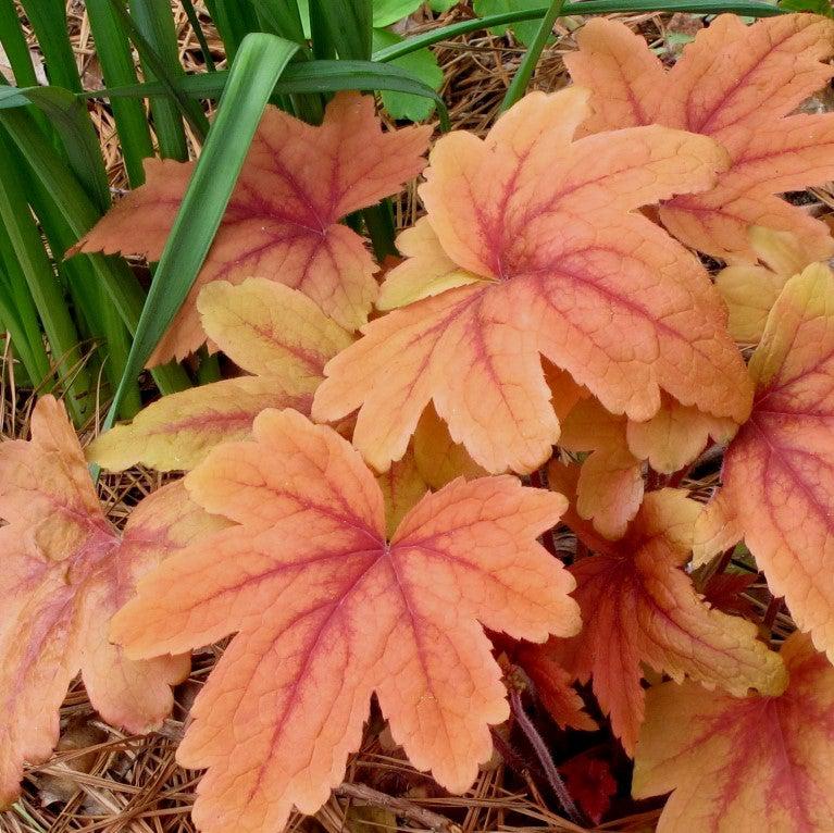 Heucherella 'Sweet Tea' ~ Sweet Tea Foamy Bells