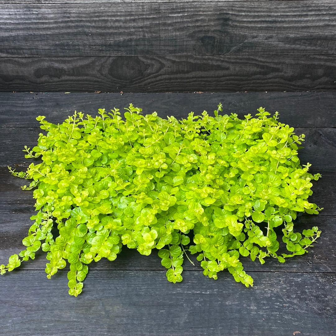 Lysimachia nummularia 'Aurea' ~ Golden Creeping Jenny