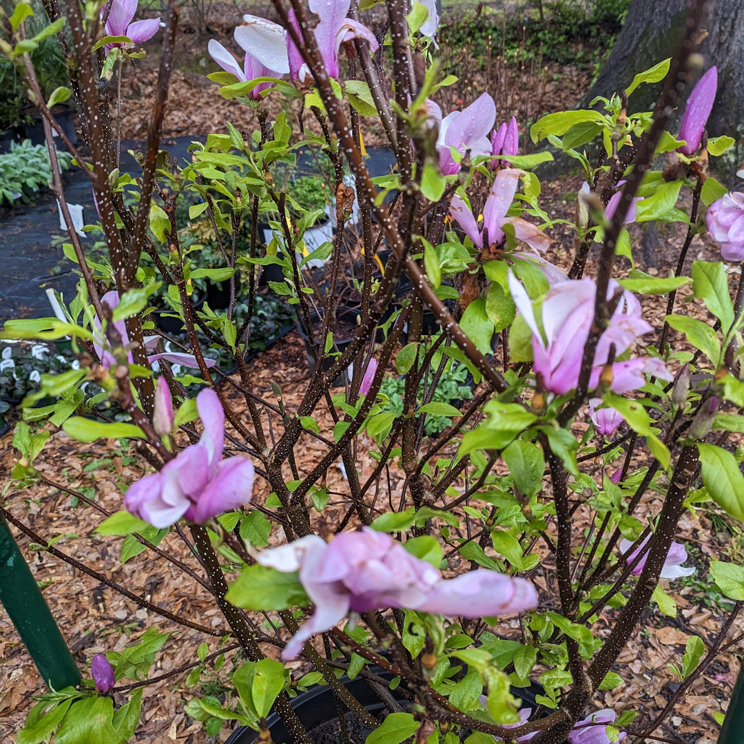 Magnolia x soulangiana 'Jane' ~ Platillo 'Jane' Magnolia