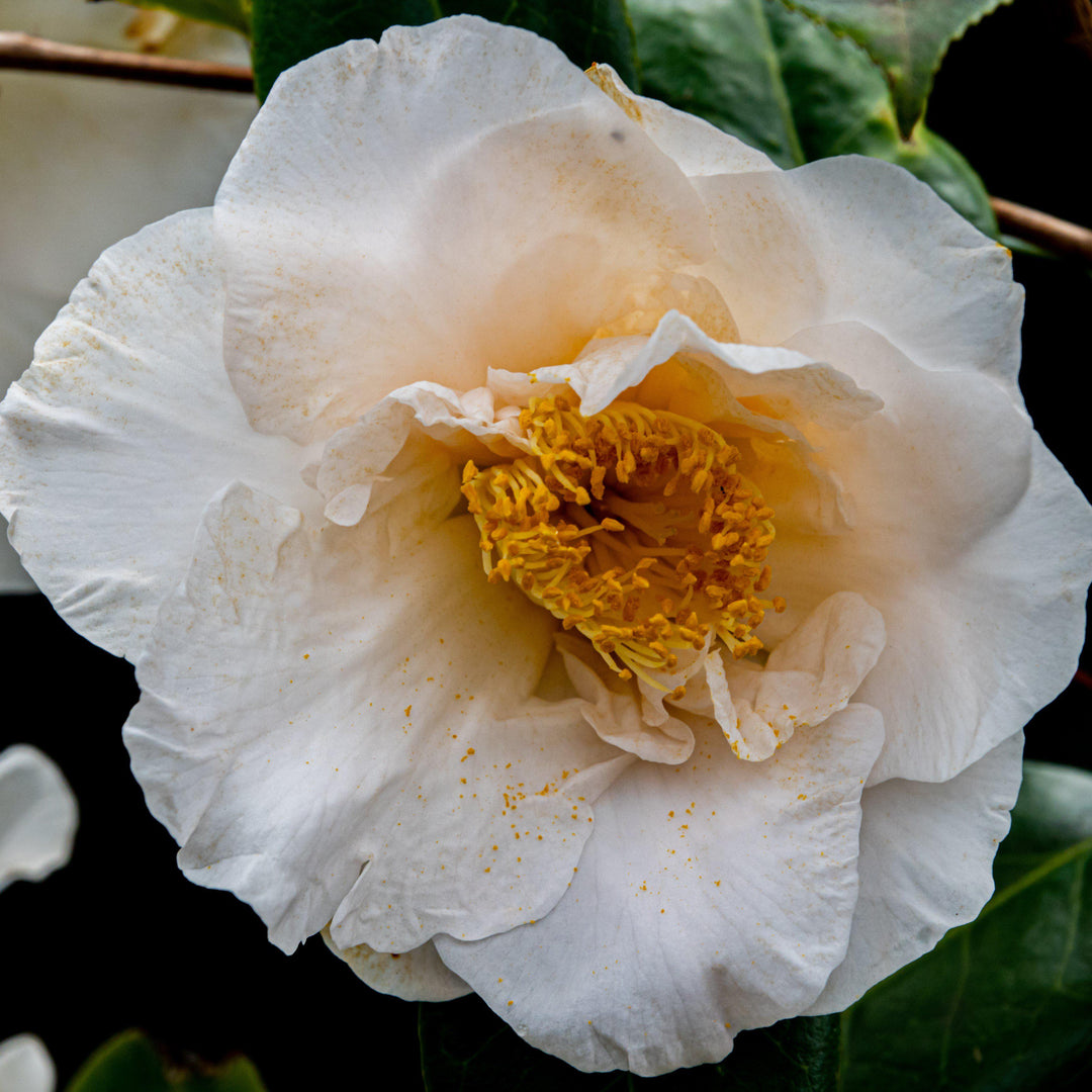 Camellia japonica 'Victoria Blanca' ~ Victoria Camelia Blanca