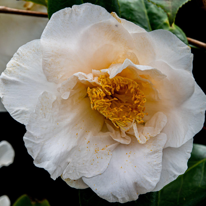 Camellia japonica 'Victory White' ~ Victory White Camellia