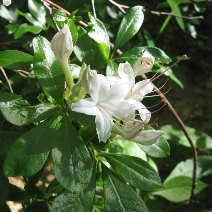 Rododendro 'La inocencia de Weston' ~ Azalea nativa de la inocencia de Weston