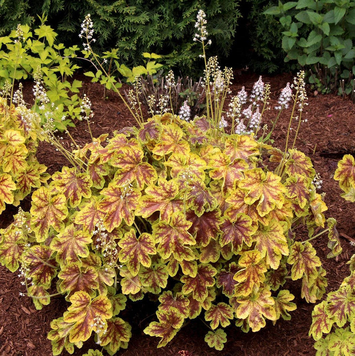 Heucherella 'Solar Eclipse' ~ Solar Eclipse Foamy Bells