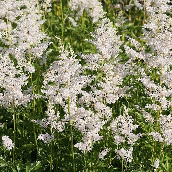 Astilbe chinensis 'Vision in White' ~ Vision in White Chinese Astilbe