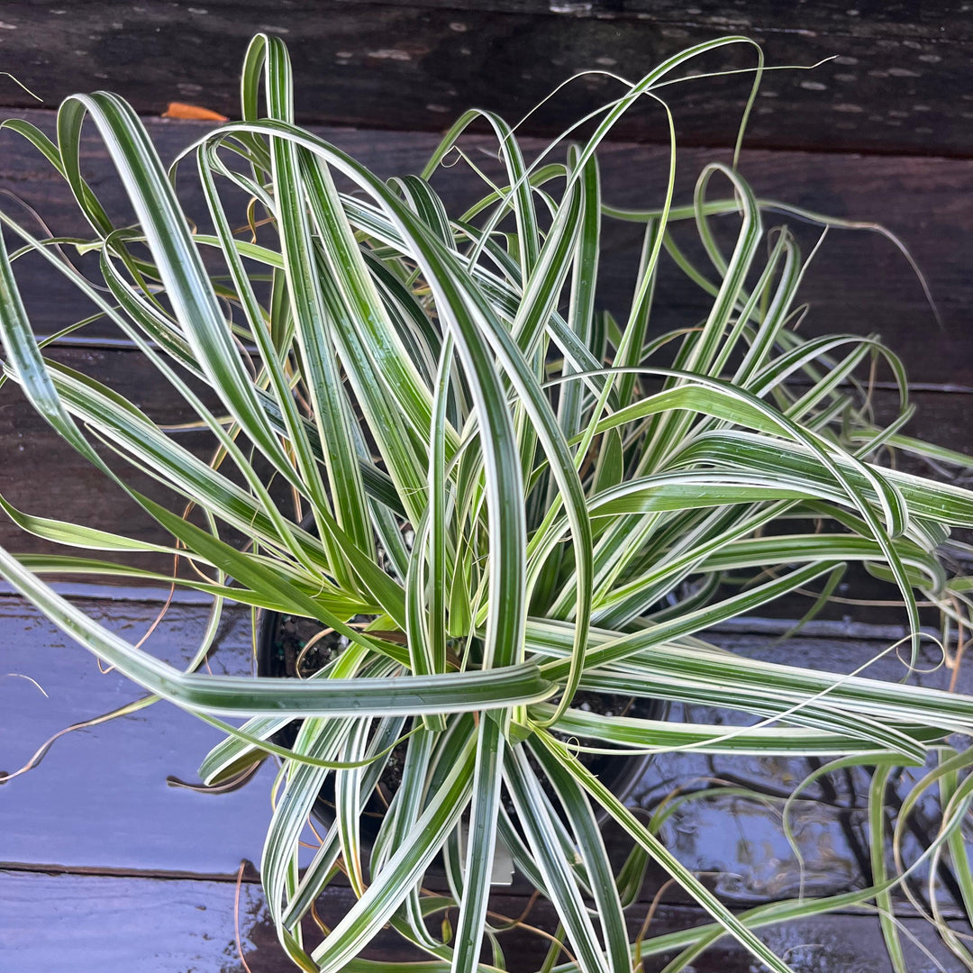 Carex oshimensis 'Feather Falls' ~ Feather Falls Sedge