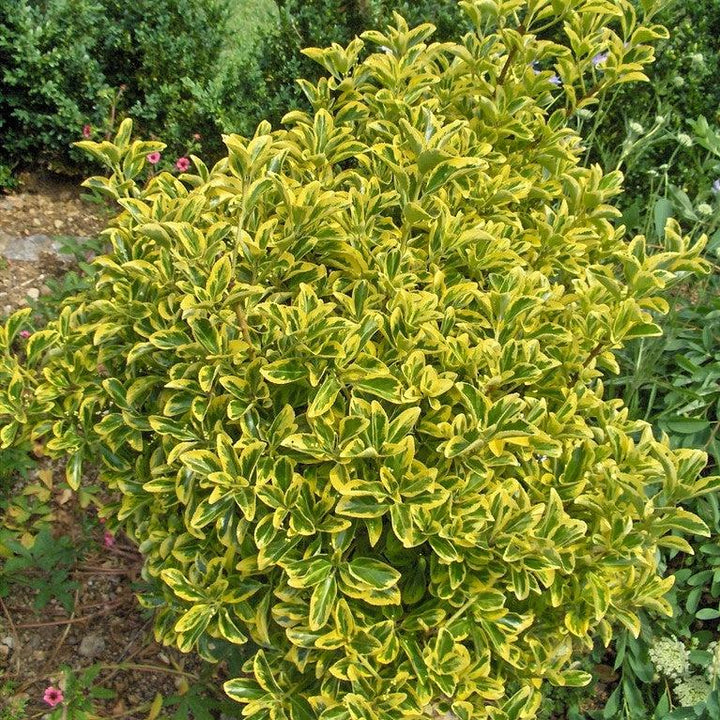 Euonymus japonicus 'Aureomarginatus' ~ Aureomarginatus Euonymus japonés