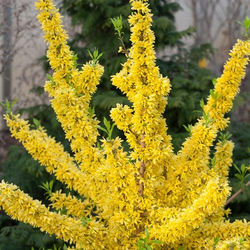 Forsythia x intermedia 'Mindor' ~ Show Off® Forsythia