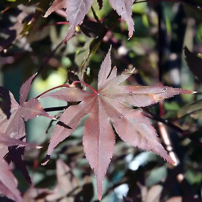 Acer palmatum 'Bloodgood' ~ Japanese Maple 'Bloodgood'