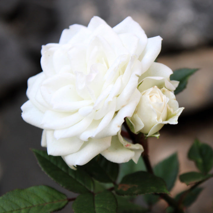 Rosa 'Meizorland’ PP#28,054 ~ White Drift® Rose