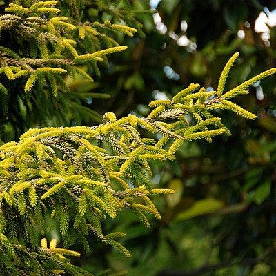 Picea orientalis 'Skylands' ~ Skylands Oriental Spruce