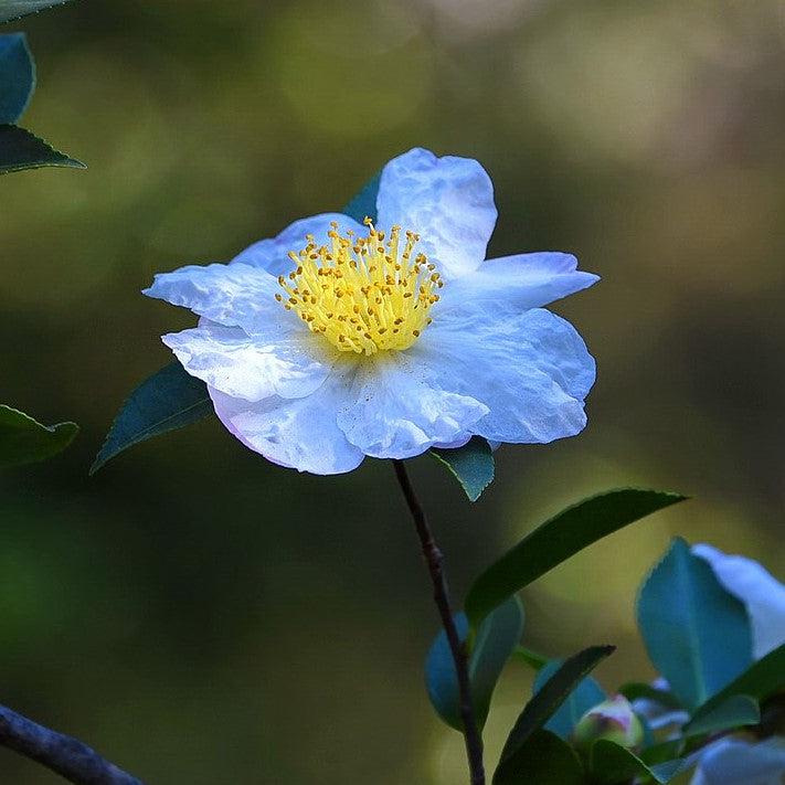 Camellia sasanqua 'Setsugekka' ~ Setsugekka Camellia