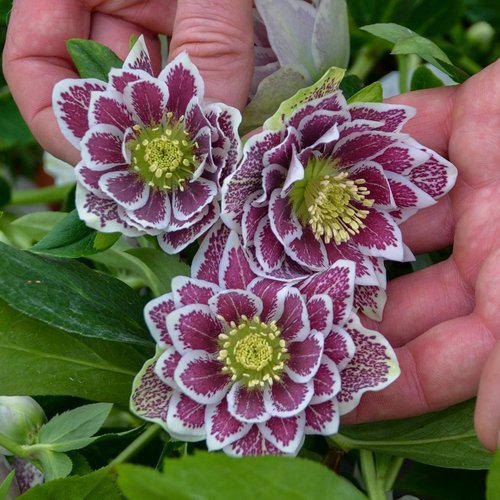 Helleborus 'Wedding Party Mix' ~ Wedding Party® Mix Lenten Rose