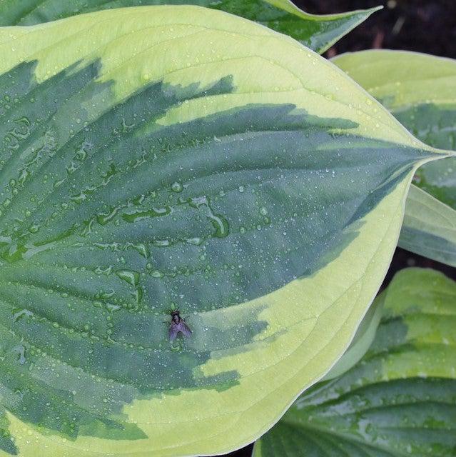 Hosta 'Earth Angel' ~ Earth Angel Hosta