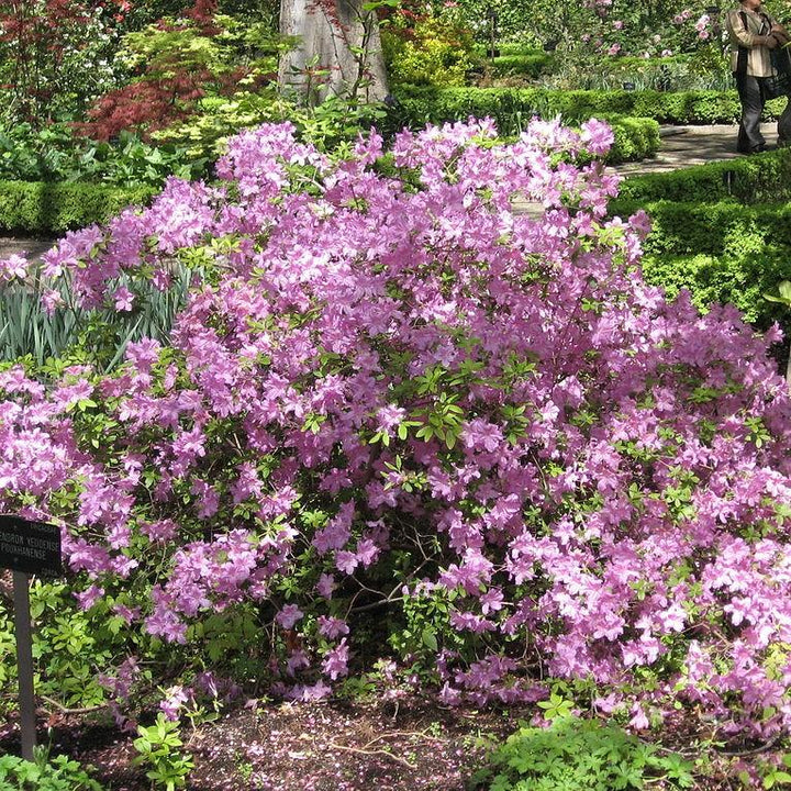 Rododendro yedoense var. poukhanense ~ Azalea coreana