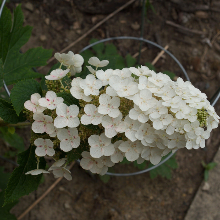 Hydrangea quercifolia 'Zapatillas de rubí' ~ Zapatillas de rubí Hortensia de hoja de roble