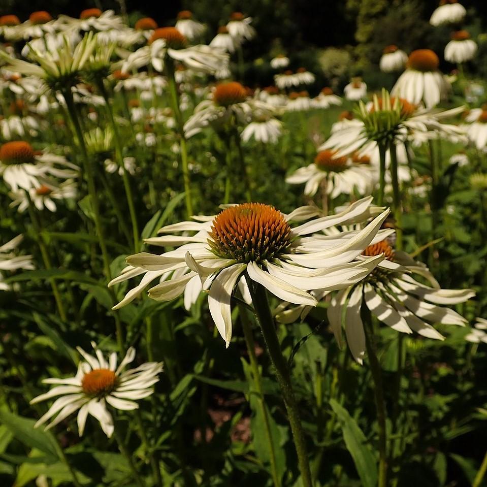 Echinacea purpurea 'White Swan' ~ White Swan Echinacea, Coneflower