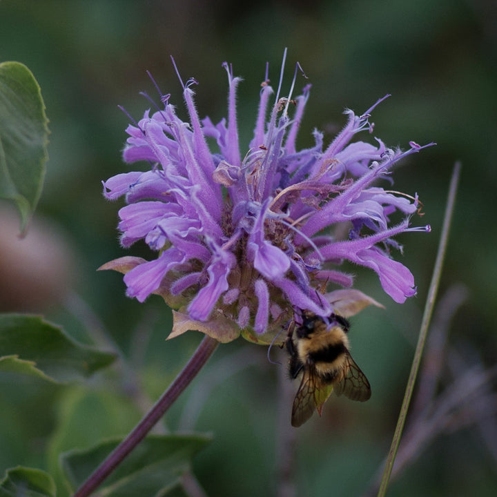 Monarda 'Blue Moon' ~ Sugar Buzz® Blue Moon Bee Balm