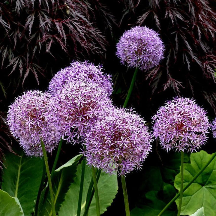 Allium 'Globemaster' ~ Globemaster Ornamental Onion