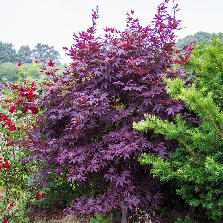 Acer palmatum 'Bloodgood' ~ Japanese Maple 'Bloodgood'