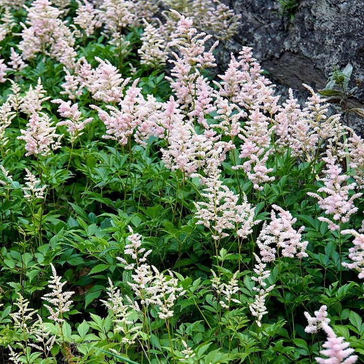 Astilbe japonica 'Peach Blossom' ~ Peach Blossom Japanese Astilbe