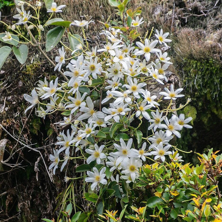 Clematis paniculata ~ Autumn Clematis