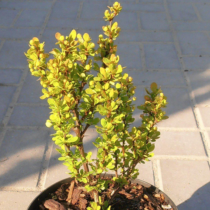 Berberis thunbergii 'Golden Rocket' ~ Agracejo Golden Rocket