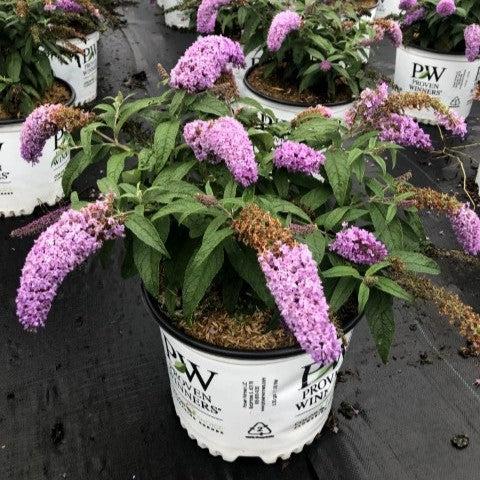 Buddleia x 'SMNBDL' ~ Arbusto de mariposa amatista Pugster®