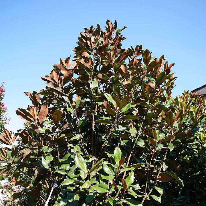 Magnolia grandiflora 'Bracken's Brown Beauty' ~ Bracken's Brown Beauty Southern Magnolia