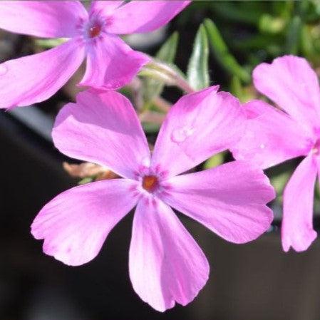 Phlox subulata 'Drummond's Pink' ~ Drummond's Pink Creeping Phlox