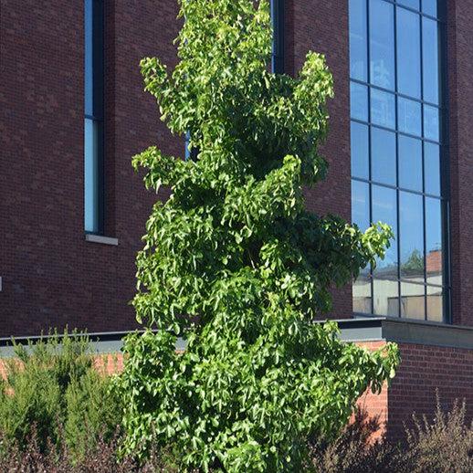 Liquidambar styraciflua 'Rotundiloba' ~ Roundleaf Sweetgum