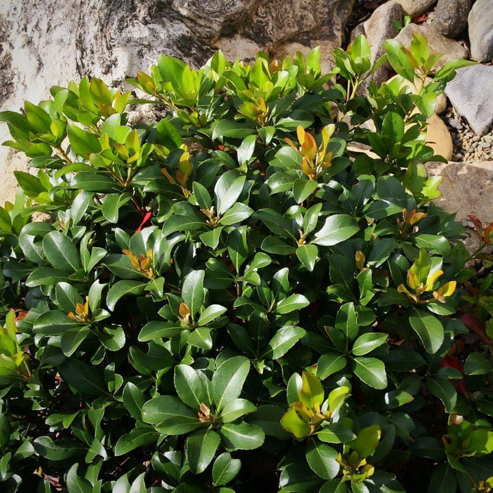 Rhaphiolepis indica 'Blancanieves' ~ Espino indio blanco como la nieve