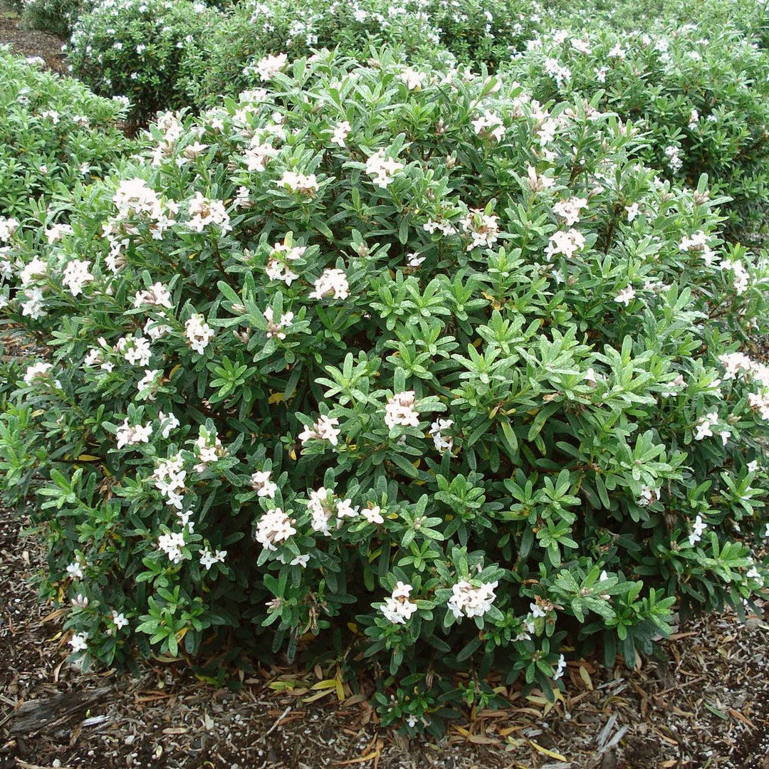 Daphne x transatlantica 'Blafra' PP18361 ~ Eternal Fragrance Daphne