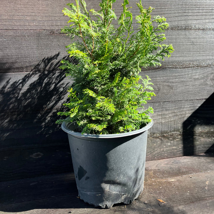 Chamaecyparis obtusa 'Gracilis' ~ Slender Hinoki False Cypress