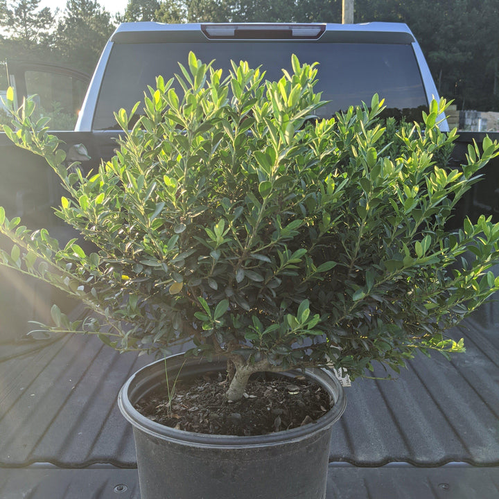 Ilex crenata 'Hoogendorn' ~ Hoogendorn Holly