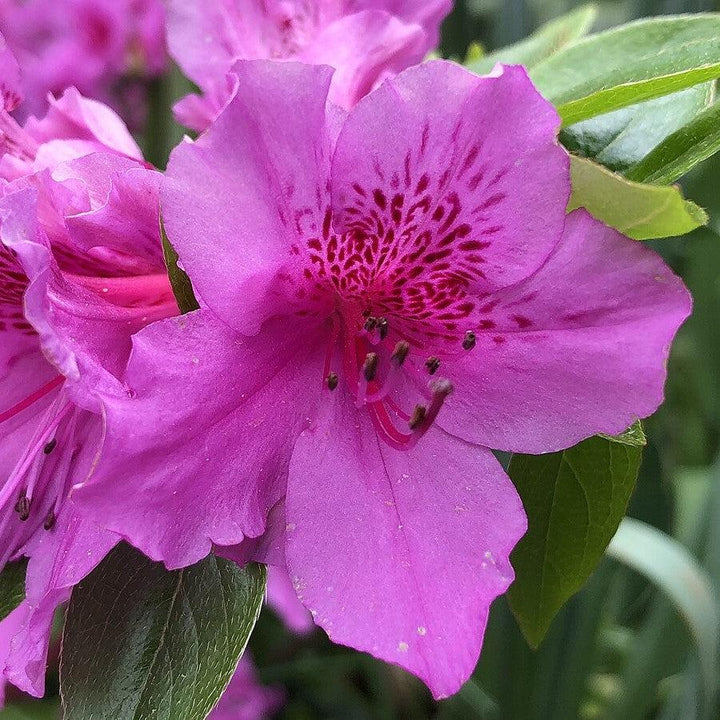 Rhododendron 'Herbert' ~ Herbert Azalea