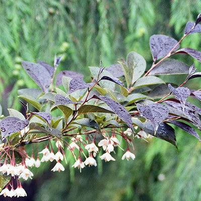 Styrax japonicus 'Evening Light' PP24168 ~ Campana de nieve japonesa con luz vespertina