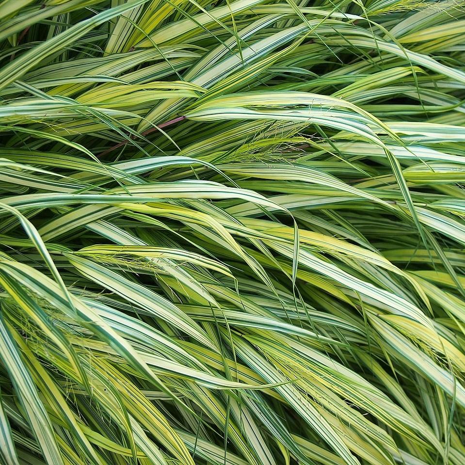 Hakonechloa macra 'Aureola' ~ Hierba dorada del bosque japonés, Hierba Hakone