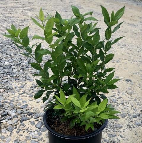 Ilex verticillata 'Winter Red' ~ Invierno rojo Winterberry