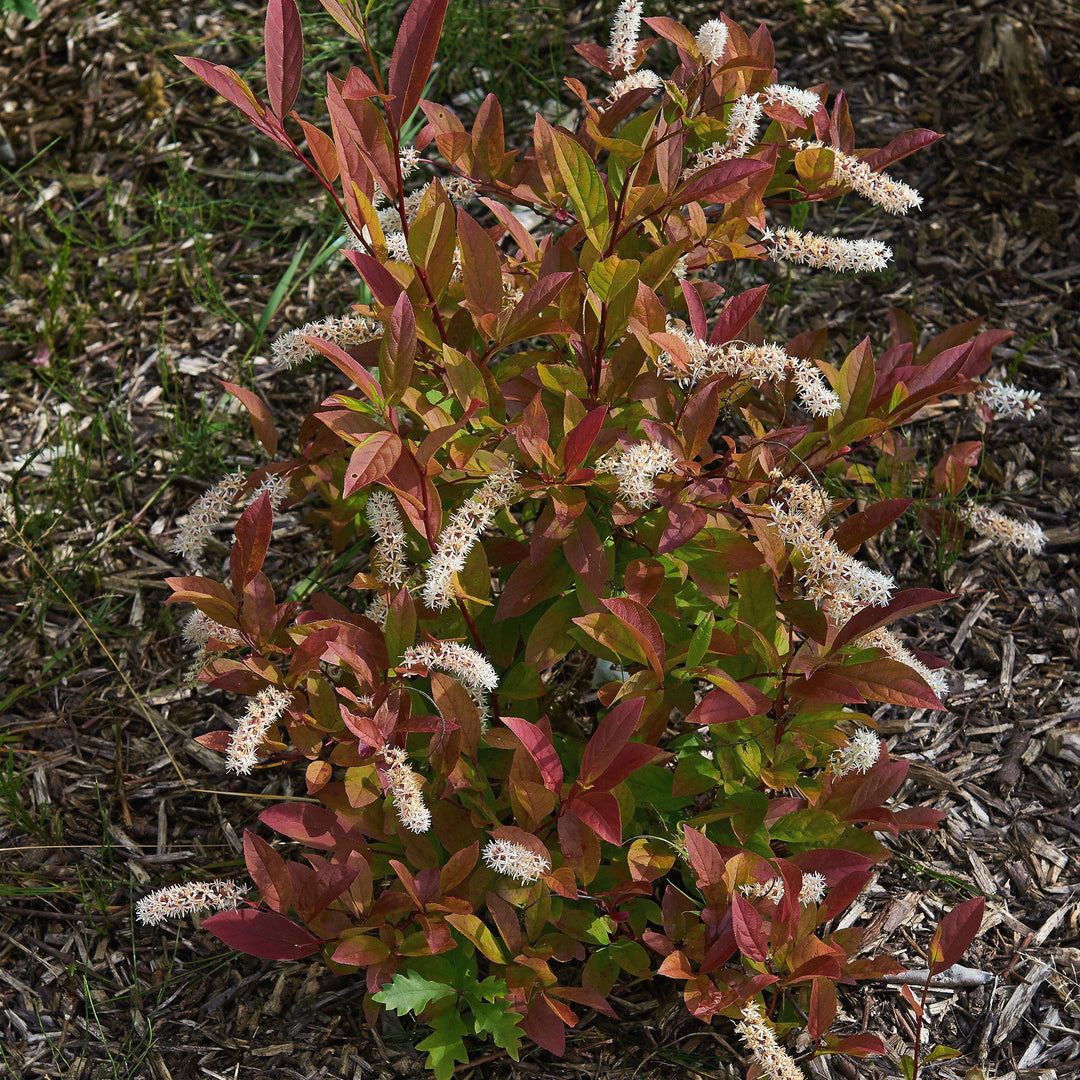 Itea virginica 'Henry's Garnet' ~ Henry's Garnet Sweetspire