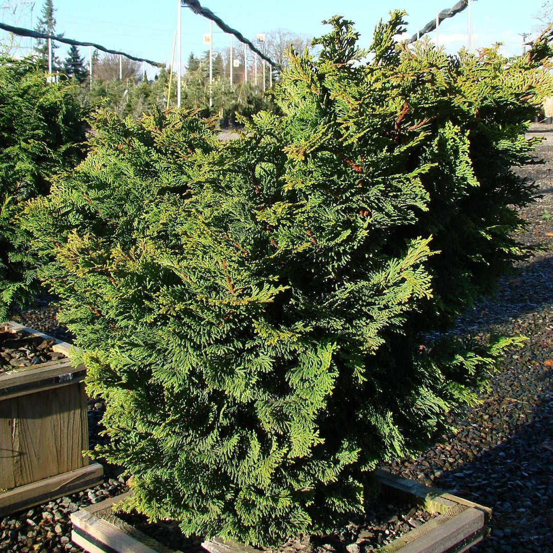 Chamaecyparis obtusa 'Templehof' ~ Templehof False Cypress