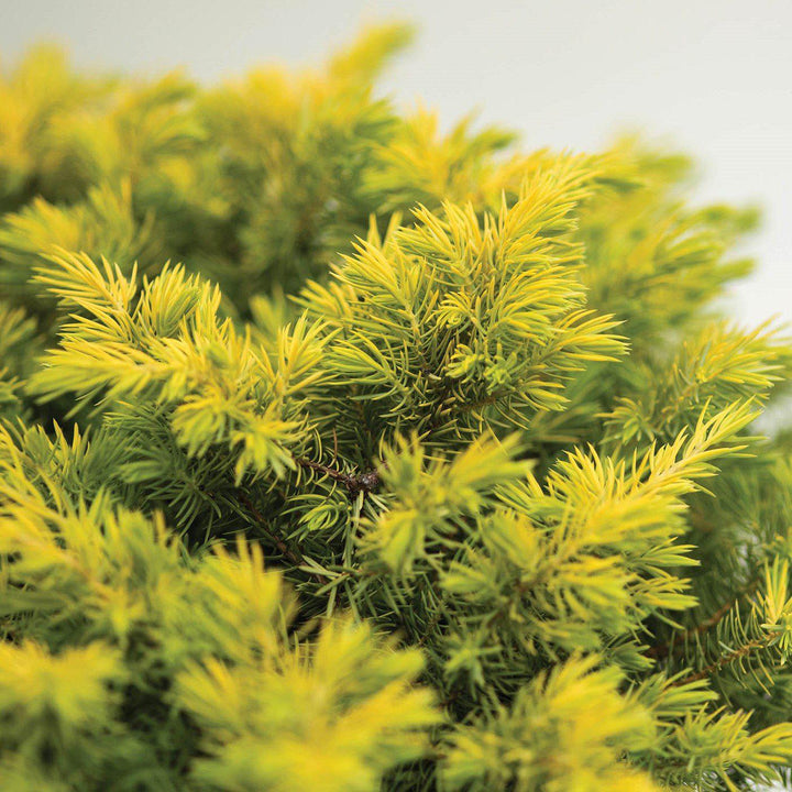 Juniperus conferta 'sPg-3-016' ~ Enebro Golden Pacific™