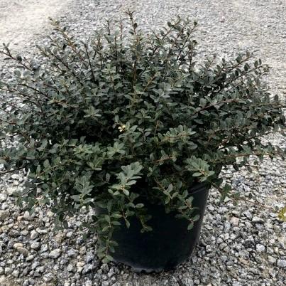 Ilex crenata 'Helleri' ~ Helleri Japanese Holly