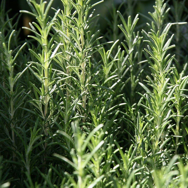 Rosmarinus officinalis 'Arp' ~ Arp Rosemary