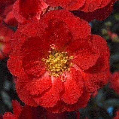 Chaenomeles speciosa 'Scarlet Storm' USPP 20,951 ~ PW® Double Take™ Scarlet Flowering Quince