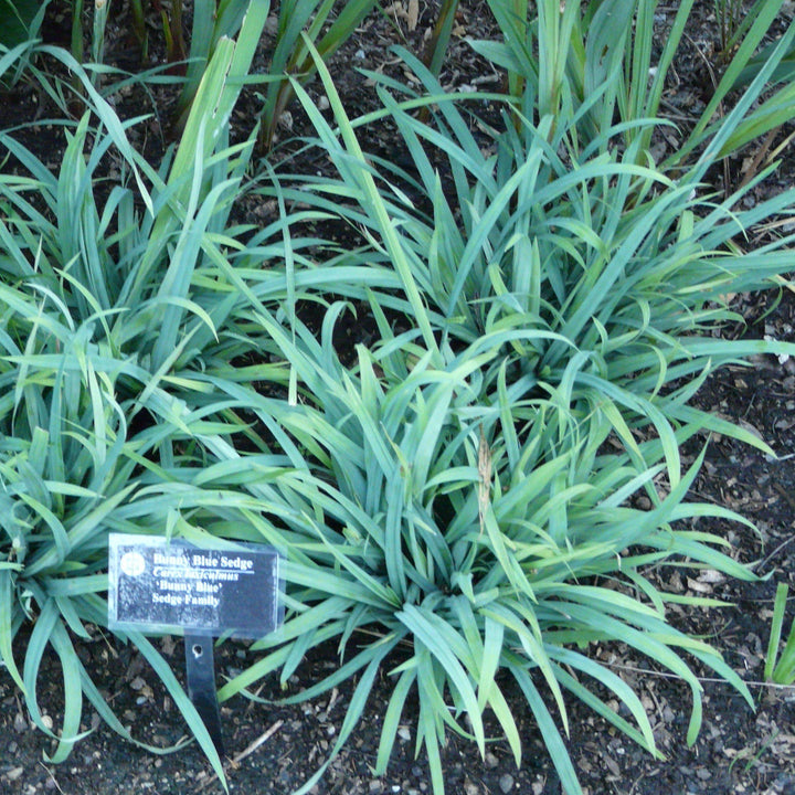 Carex laxiculmis 'Hobb'  ~ Blue Bunny Sedge