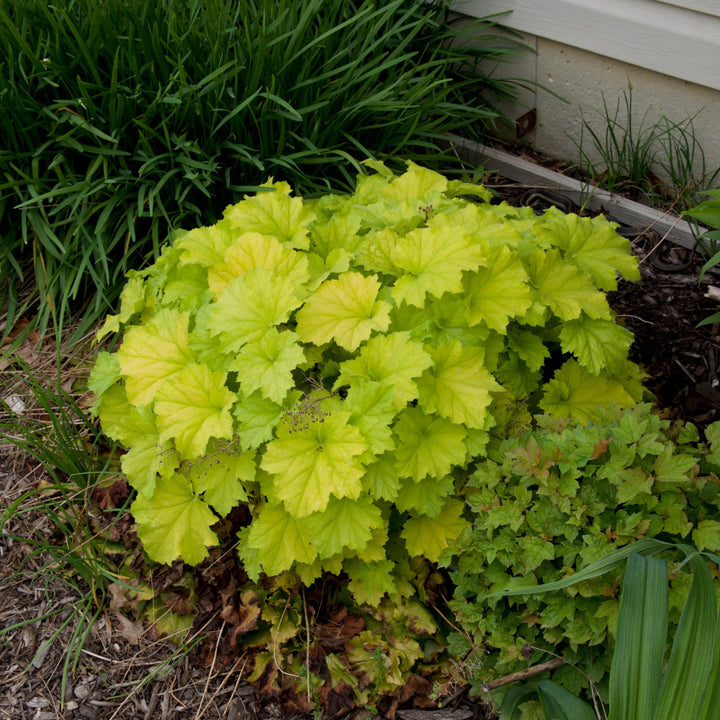 Heuchera 'Guacamole' ~ Guacamole Heuchera