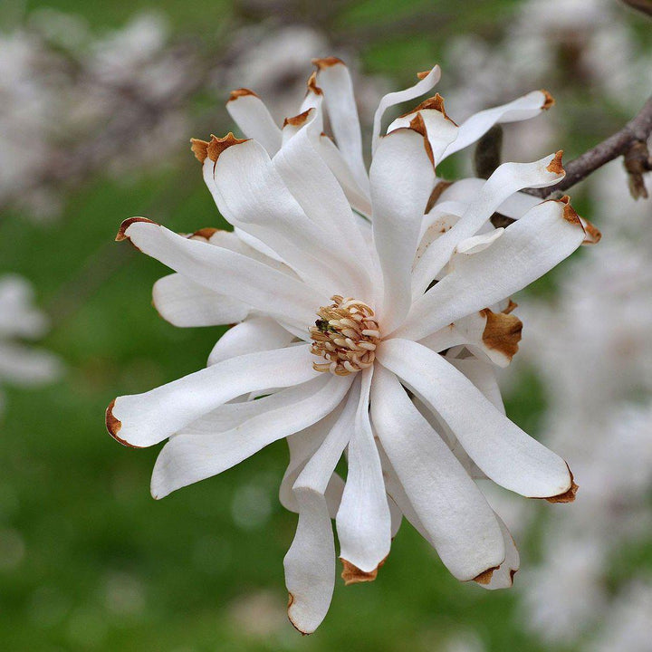 Magnolia stellata 'Estrella Real' ~ Magnolia Estrella Real