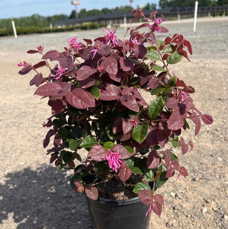 Loropetalum chinense 'Ruby' ~ Flor con flecos de rubí