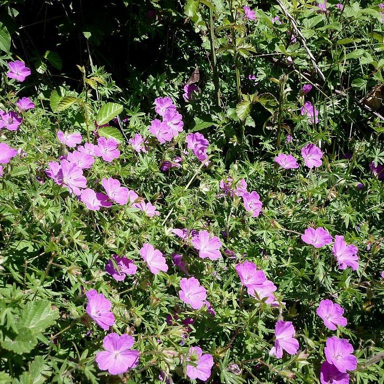 Geranium sanguineum ~ Bloody Cranesbill