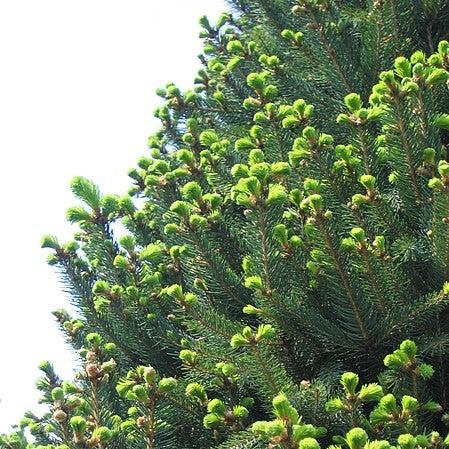 Picea abies 'Cupressina' ~ Columnar Norway Spruce, Fastigate Norway Spruce